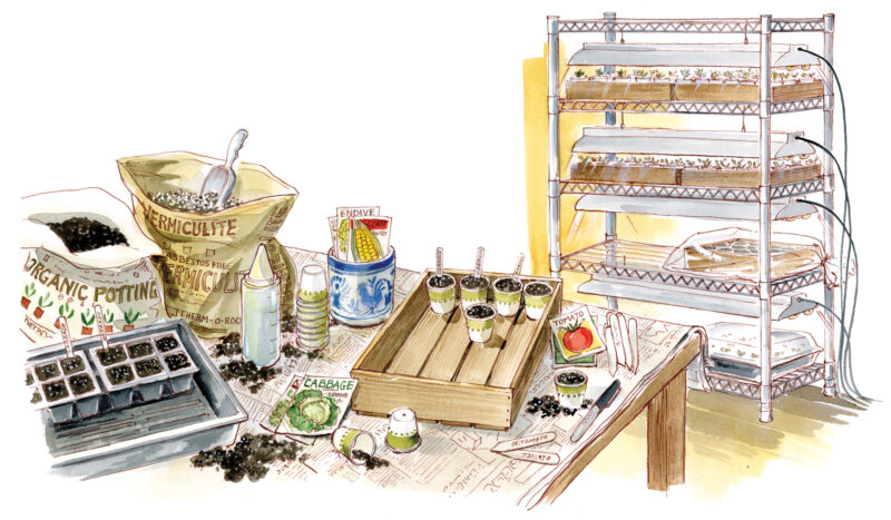 growing-seeds-indoors